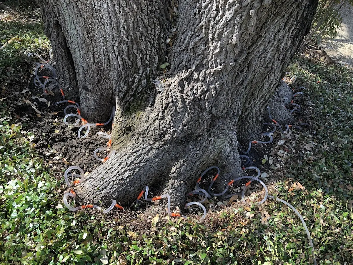 Detailed Shrub and Hedge Trimming job site in Brenham