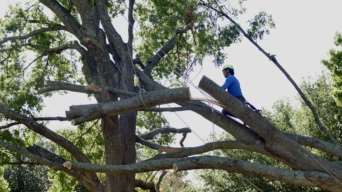 Professional Hazardous Tree Removal performed by certified arborists in Brenham