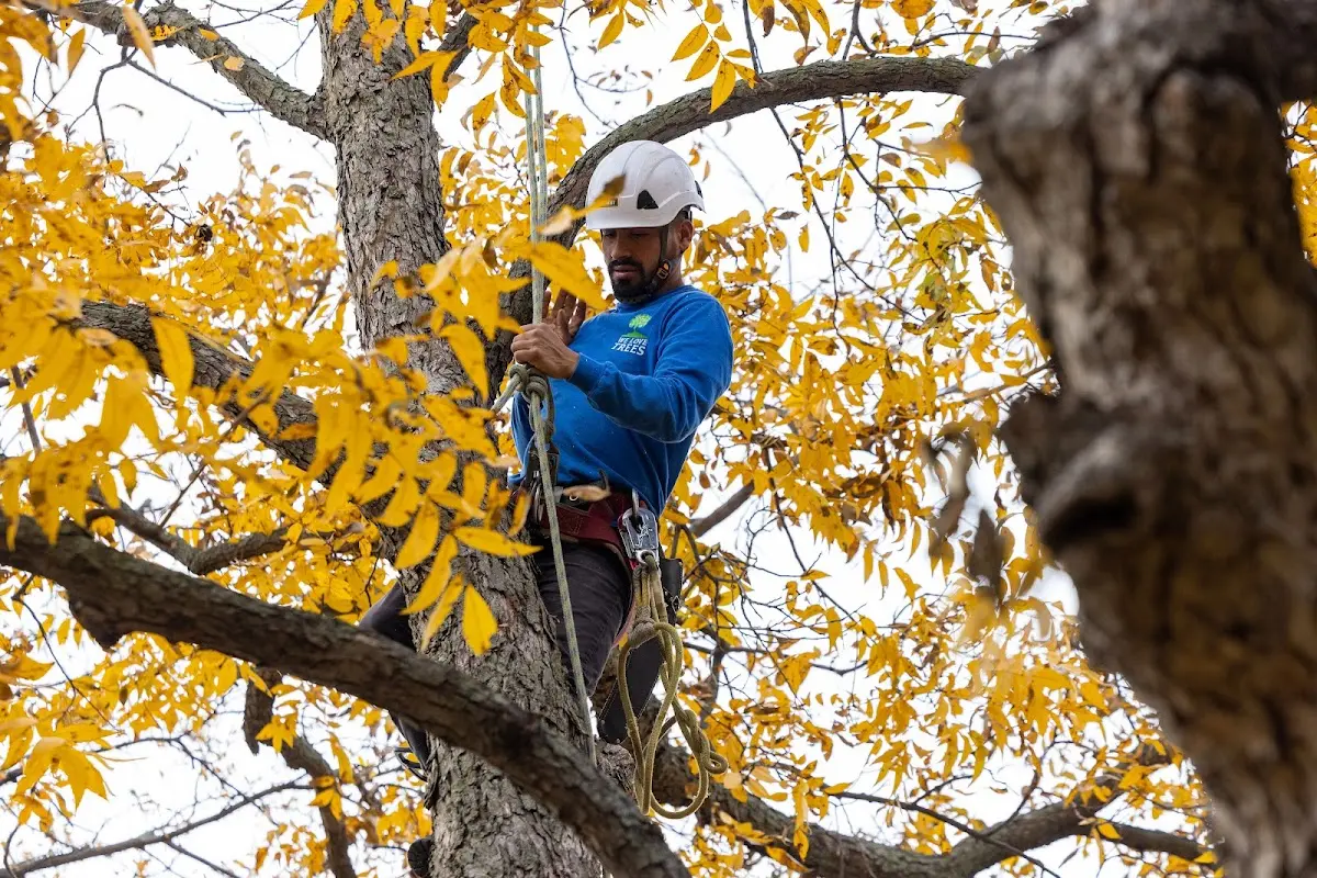 Skilled Tree Planing crew working in Brenham